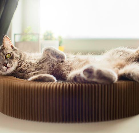 Multi-Cat Harmony Through Space Management