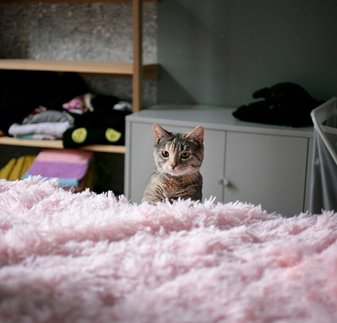 Vertical Territory 101: Why Climbing Changes a Cat’s Life