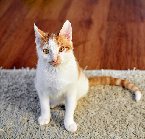 How to Build a Small Apartment Cat Layout (Even in a Studio)